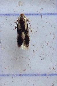 <i>Stigmella trimaculella</i>