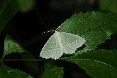<i>Campaea margaritaria</i>