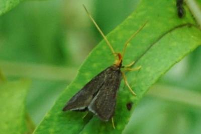 <i>Eurodachtha pallicornella</i>