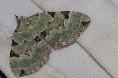 <i>Colostygia pectinataria</i>