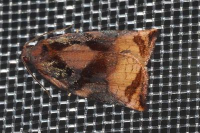 <i>Archips podana</i>