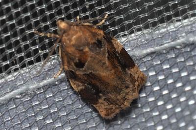 <i>Archips xylosteana</i>