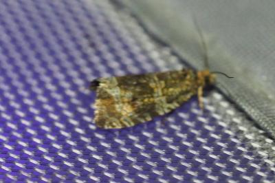 <i>Celypha lacunana</i>