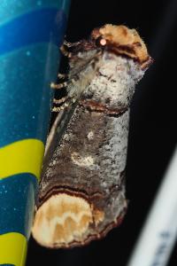 <i>Phalera bucephala</i>