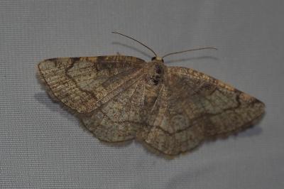 <i>Stegania trimaculata</i>
