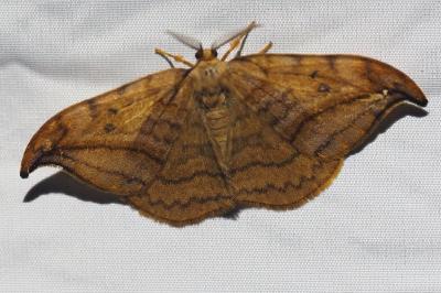 <i>Drepana curvatula</i>