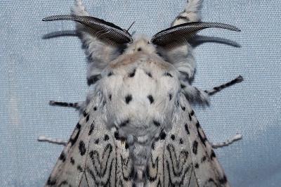 <i>Cerura erminea</i>