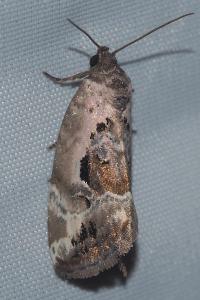<i>Elaphria venustula</i>