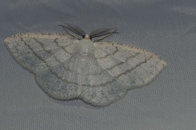 <i>Cabera pusaria</i>