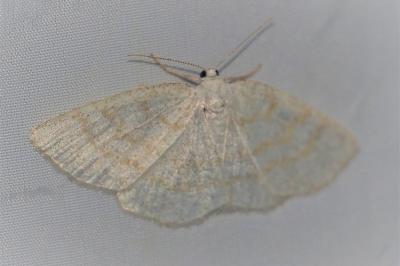 <i>Cabera exanthemata</i>