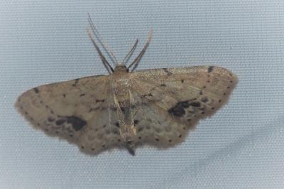 <i>Idaea dimidiata</i>