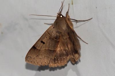 Minucia lunaris