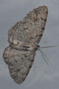 <i>Aethalura punctulata</i>