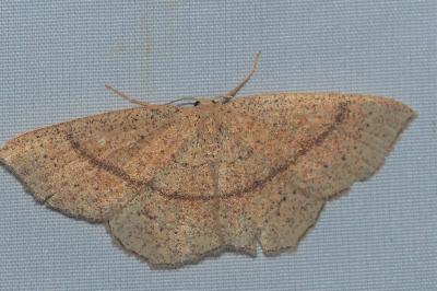<i>Cyclophora punctaria</i>