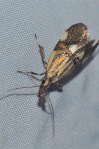 <i>Alabonia geoffrella</i>