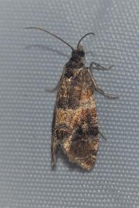 <i>Lobesia reliquana</i>