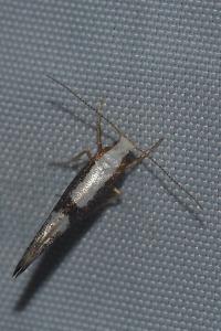 <i>Argyresthia spinosella</i>
