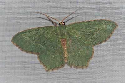 <i>Hemithea aestivaria</i>