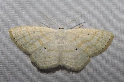 <i>Scopula immutata</i>