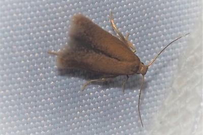 Tischeria dodonaea