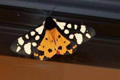 <i>Arctia villica</i>