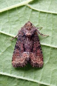 <i>Oligia latruncula/strigilis/versicolor</i>