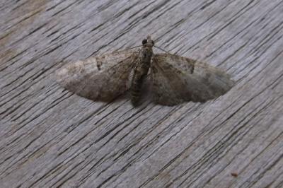<i>Eupithecia dodoneata</i>