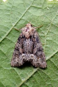 <i>Oligia latruncula/strigilis/versicolor</i>