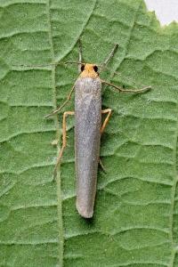 <i>Eilema caniola</i>
