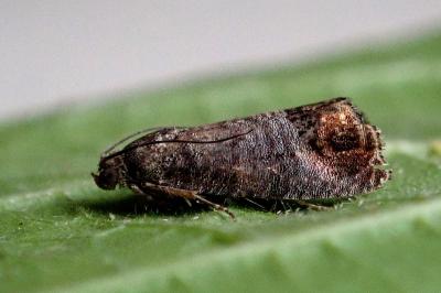 <i>Cydia pomonella</i>