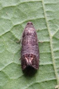 <i>Cydia pomonella</i>