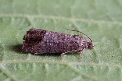 <i>Cydia pomonella</i>