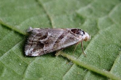 <i>Eublemma candidana</i>