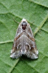 <i>Eublemma candidana</i>