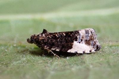 <i>Hedya pruniana</i>
