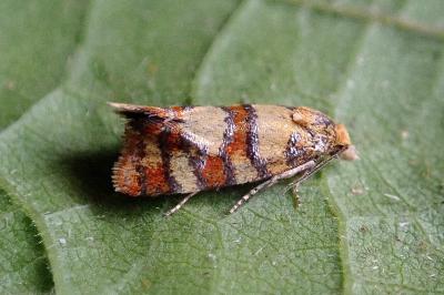 <i>Aethes tesserana</i>