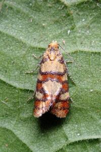 <i>Aethes tesserana</i>