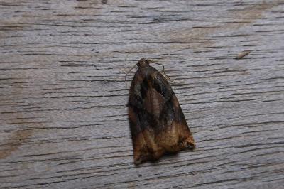 <i>Archips podana</i>