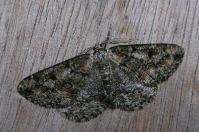 <i>Cleorodes lichenaria</i>
