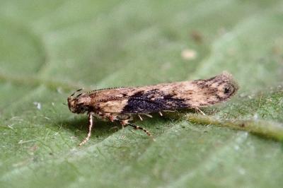 Scrobipalpa costella