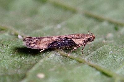 <i>Scrobipalpa costella</i>