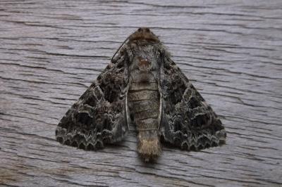 <i>Hadena bicruris</i>