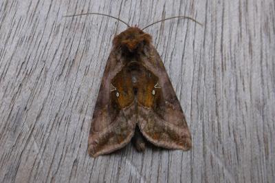 <i>Autographa jota</i>