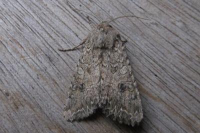 <i>Anarta trifolii</i>