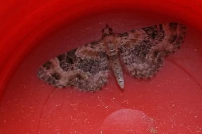 <i>Eupithecia pulchellata</i>