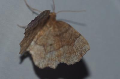 <i>Cepphis advenaria</i>