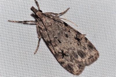 <i>Scoparia ambigualis</i>