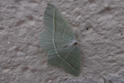 <i>Campaea margaritaria</i>