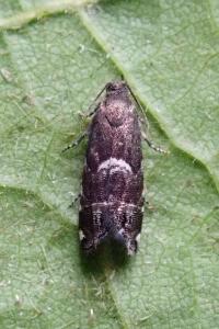 <i>Cydia coniferana</i>