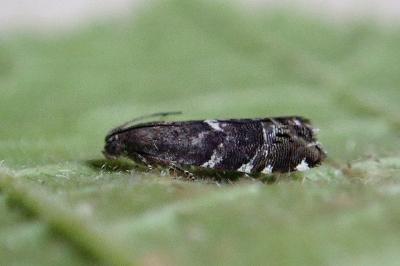 <i>Cydia coniferana</i>